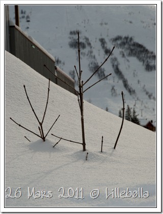 dagensbilde26mars2011